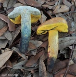 Boletus luridellus image