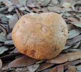 Boletus luridellus image