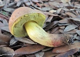 Boletus luridellus image