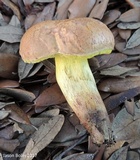 Boletus luridellus image