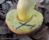 Boletus luridellus image