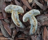 Boletus luridellus image