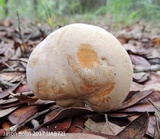 Boletus pallidus image