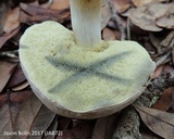 Boletus pallidus image