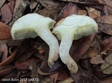 Boletus pallidus image