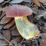 Pulchroboletus rubricitrinus image