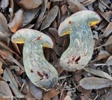 Pulchroboletus rubricitrinus image