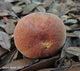Pulchroboletus rubricitrinus image