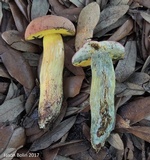 Pulchroboletus rubricitrinus image