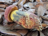 Pulchroboletus rubricitrinus image