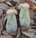 Pulchroboletus rubricitrinus image