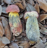 Pulchroboletus rubricitrinus image