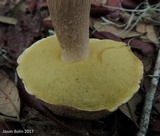 Boletus variipes image