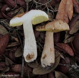 Boletus variipes image