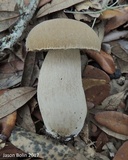 Boletus variipes image