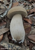 Boletus variipes image