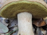 Boletus variipes image