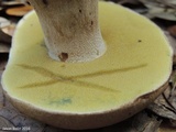 Boletus variipes image