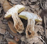 Boletus variipes image