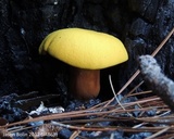 Buchwaldoboletus hemichrysus image