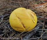 Buchwaldoboletus hemichrysus image