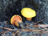 Buchwaldoboletus hemichrysus image