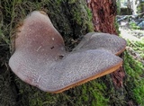 Tapinella atrotomentosa image