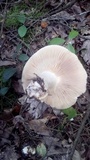 Lactarius volemus image
