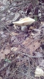 Lactarius volemus image