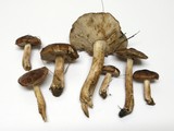 Tricholoma vaccinum image