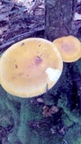 Russula claroflava image