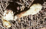 Ophiocordyceps melolonthae image