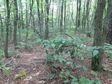 Clavulinopsis laeticolor image