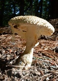 Amanita ravenelii image