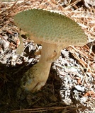 Amanita ravenelii image