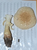 Amanita ravenelii image