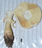 Amanita ravenelii image