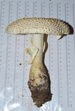 Amanita ravenelii image