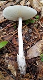 Amanita sect. Vaginatae image