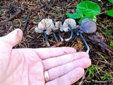 Leptonia cyanea image