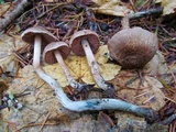 Inocybe hirsuta var. maxima image
