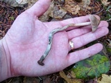 Inocybe hirsuta var. maxima image