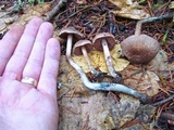 Inocybe hirsuta var. maxima image