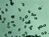 Inocybe hirsuta var. maxima image