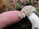 Amanita farinosa image