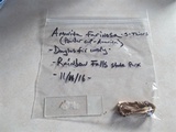 Amanita farinosa image
