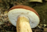 Tylopilus ferrugineus image