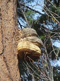 Fomitopsis officinalis image