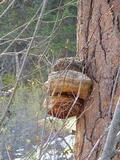 Fomitopsis officinalis image