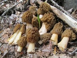 Verpa bohemica image